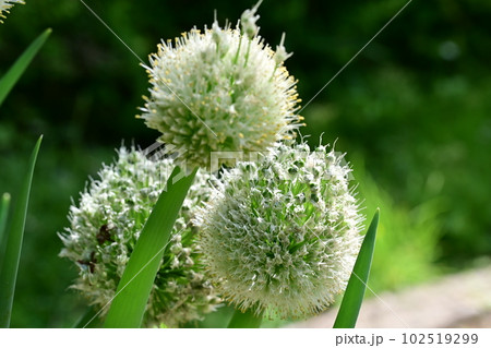 ネギボウズ（ヒガンバナ科） 102519299