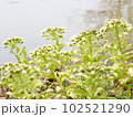 池のほとりに咲いたフキノトウ 102521290