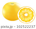 日向夏　カットされた日向夏 102522237