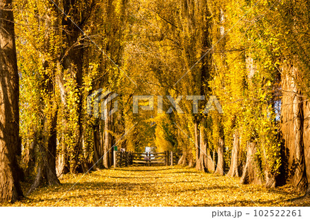 北海道大学のポプラ並木の秋 102522261