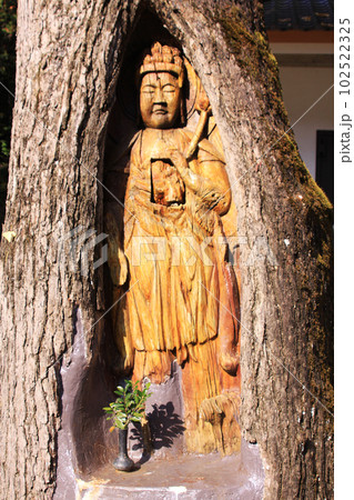 諦應寺の銀杏観音 102522325