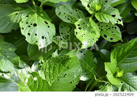 日本の横浜都市景観 無数の穴があいている葉っぱ… 日本の横浜都市景観 無数の穴があいている葉っぱ… 102522409