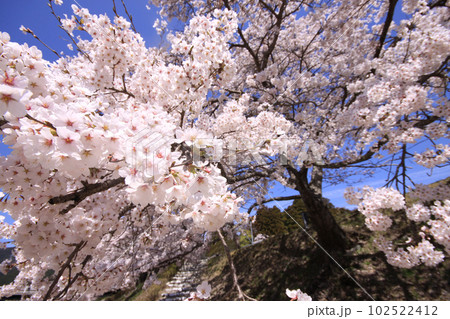うぐい川の千本桜 うぐい川の千本桜 102522412