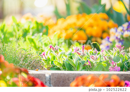 春の花　花壇 102522622