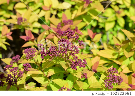 シモツケゴールドフレーム(バラ科)落葉広葉樹 シモツケゴールドフレーム(バラ科)落葉広葉樹 102522961