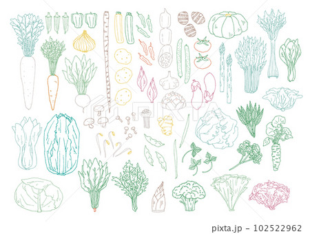 野菜の線画 野菜の線画 102522962