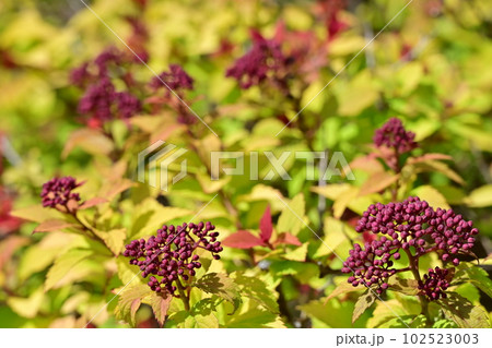 シモツケゴールドフレーム(バラ科)落葉広葉樹 シモツケゴールドフレーム(バラ科)落葉広葉樹 102523003