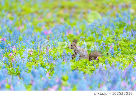 【北海道】カタクリとエゾエンゴサクの花畑に現れたエゾリス 102523019