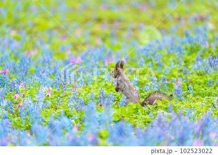 【北海道】カタクリとエゾエンゴサクの花畑に現れたエゾリス 102523022