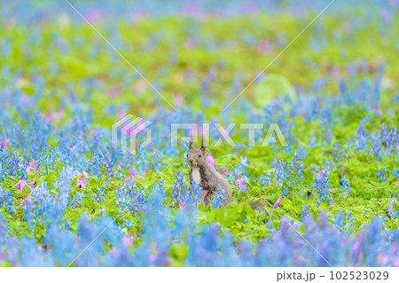 【北海道】カタクリとエゾエンゴサクの花畑に現れたエゾリス 102523029
