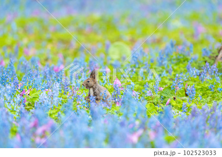 【北海道】カタクリとエゾエンゴサクの花畑に現れたエゾリス 【北海道】カタクリとエゾエンゴサクの花畑に現れたエゾリス 102523033