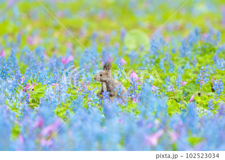 【北海道】カタクリとエゾエンゴサクの花畑に現れたエゾリス 【北海道】カタクリとエゾエンゴサクの花畑に現れたエゾリス 102523034
