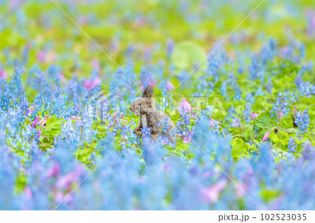 【北海道】カタクリとエゾエンゴサクの花畑に現れたエゾリス 102523035