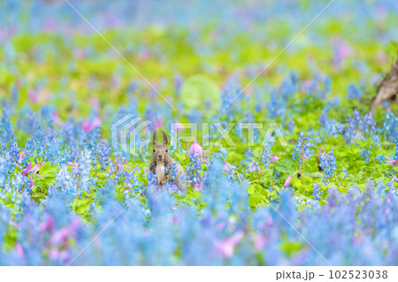 【北海道】カタクリとエゾエンゴサクの花畑に現れたエゾリス 【北海道】カタクリとエゾエンゴサクの花畑に現れたエゾリス 102523038