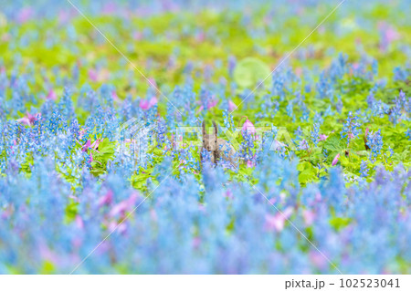 【北海道】カタクリとエゾエンゴサクの花畑に現れたエゾリス 【北海道】カタクリとエゾエンゴサクの花畑に現れたエゾリス 102523041