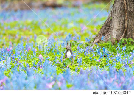 【北海道】カタクリとエゾエンゴサクの花畑に現れたエゾリス 102523044