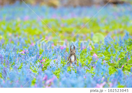 【北海道】カタクリとエゾエンゴサクの花畑に現れたエゾリス 102523045
