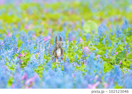【北海道】カタクリとエゾエンゴサクの花畑に現れたエゾリス 102523046
