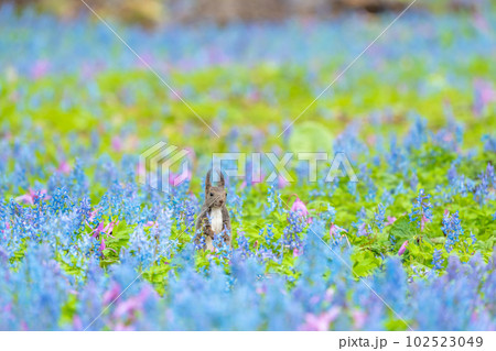 【北海道】カタクリとエゾエンゴサクの花畑に現れたエゾリス 【北海道】カタクリとエゾエンゴサクの花畑に現れたエゾリス 102523049