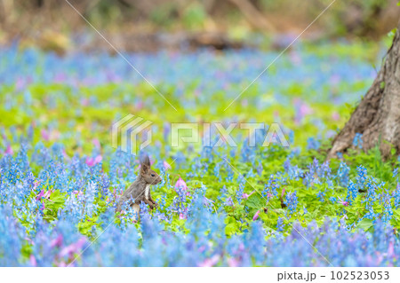 【北海道】カタクリとエゾエンゴサクの花畑に現れたエゾリス 【北海道】カタクリとエゾエンゴサクの花畑に現れたエゾリス 102523053