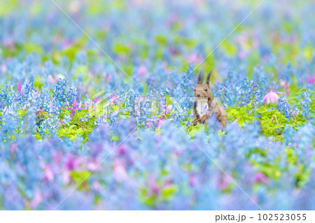 【北海道】カタクリとエゾエンゴサクの花畑に現れたエゾリス 【北海道】カタクリとエゾエンゴサクの花畑に現れたエゾリス 102523055