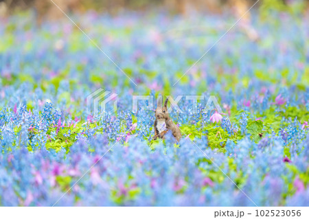 【北海道】カタクリとエゾエンゴサクの花畑に現れたエゾリス 【北海道】カタクリとエゾエンゴサクの花畑に現れたエゾリス 102523056
