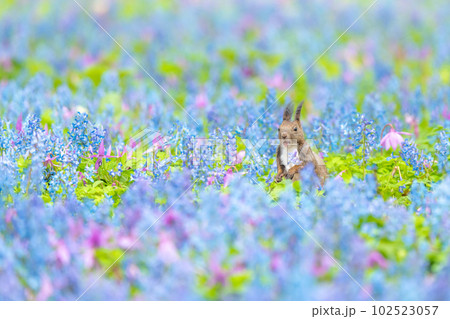 【北海道】カタクリとエゾエンゴサクの花畑に現れたエゾリス 102523057