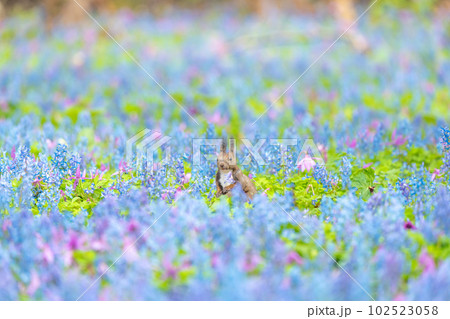 【北海道】カタクリとエゾエンゴサクの花畑に現れたエゾリス 102523058