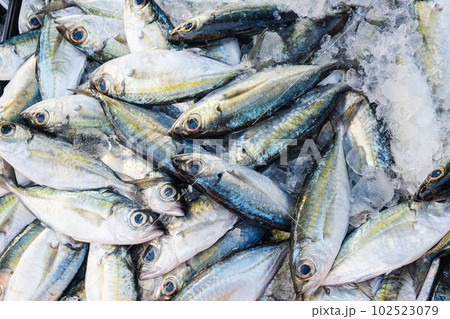 Sea tuna fish sell in fishery market people buy fish 102523079