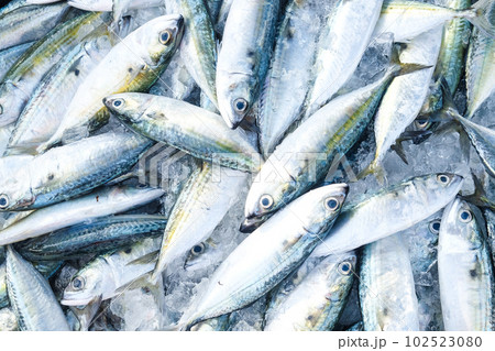 Sea tuna fish sell in fishery market people buy fish 102523080