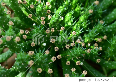 サボテン・クズリュウ(トウダイグサ科) サボテン・クズリュウ(トウダイグサ科) 102523211