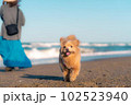海で遊ぶ犬 102523940