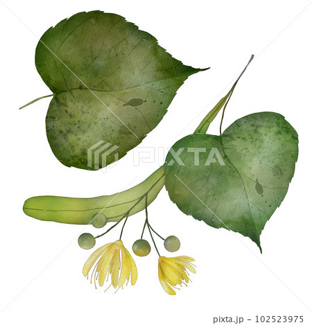 Linden flower watercolor illustration isolated on white background with green leaves Linden flower watercolor illustration isolated on white background with green leaves 102523975