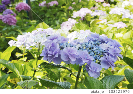 紫陽花 102523976