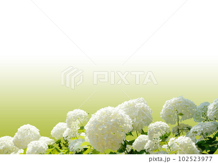 紫陽花 紫陽花 102523977