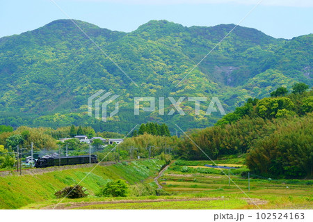 新緑の鹿児島本線を走るSL人吉 102524163