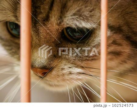 ゲージの中で下を見つめる猫 ゲージの中で下を見つめる猫 102524573