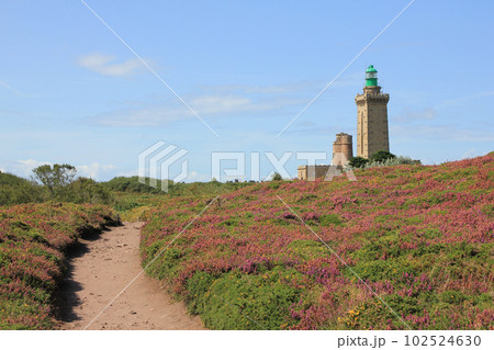 Trail leading trough flowers towards the lighthouse of Cap Frehel. 102524630