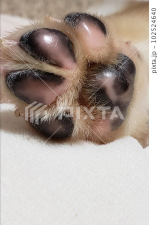 仔犬の肉球 ピカピカ 艶々 赤ちゃん かわいい子犬 子犬の肉球 仔犬の肉球 ピカピカ 艶々 赤ちゃん かわいい子犬 子犬の肉球 102524640