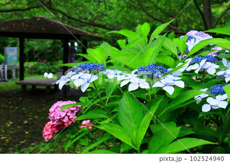 兵庫県立淡路島公園 (兵庫県淡路市)あじさいの谷に咲くあじさい<ガクアジサイ> 兵庫県立淡路島公園 (兵庫県淡路市)あじさいの谷に咲くあじさい<ガクアジサイ> 102524940