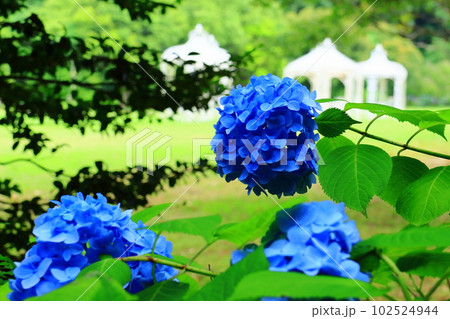 兵庫県立淡路島公園 （兵庫県淡路市）林間広場に咲くあじさい 102524944