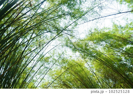 bamboo tree tunnel at Wat Chulabhorn Wanaram travel location in Thailand bamboo tree tunnel at Wat Chulabhorn Wanaram travel location in Thailand 102525128