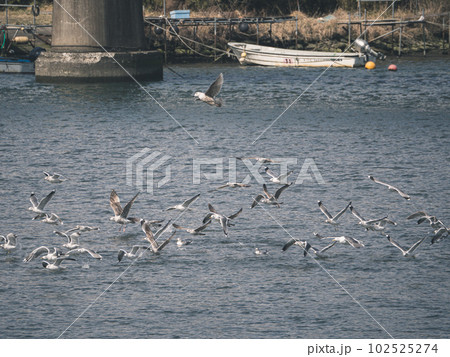 海辺を飛ぶウミネコ達 102525274