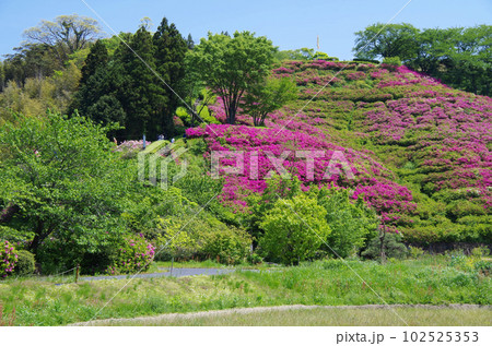 ツツジの花が見頃を迎えた古代出雲王陵の丘 102525353