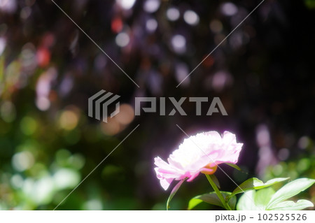 芍薬の花咲くころ 102525526