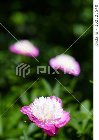 芍薬の花咲くころ 102525540