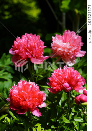 芍薬の花咲くころ 芍薬の花咲くころ 102525575