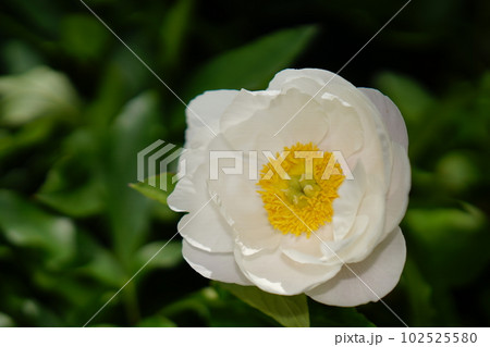 芍薬の花咲くころ 芍薬の花咲くころ 102525580