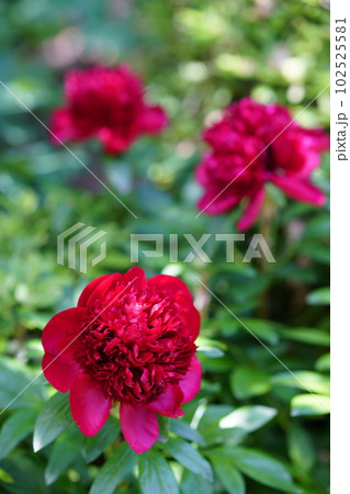 芍薬の花咲くころ 102525581