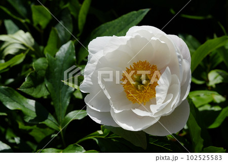 芍薬の花咲くころ 芍薬の花咲くころ 102525583